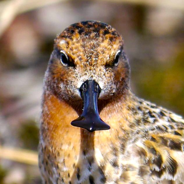 Spoon-billed Sandpiper is a unique shorebird which deserves to be protected. Thanks to Leica there is more chance to improve its conservation status. © Martin J McGill